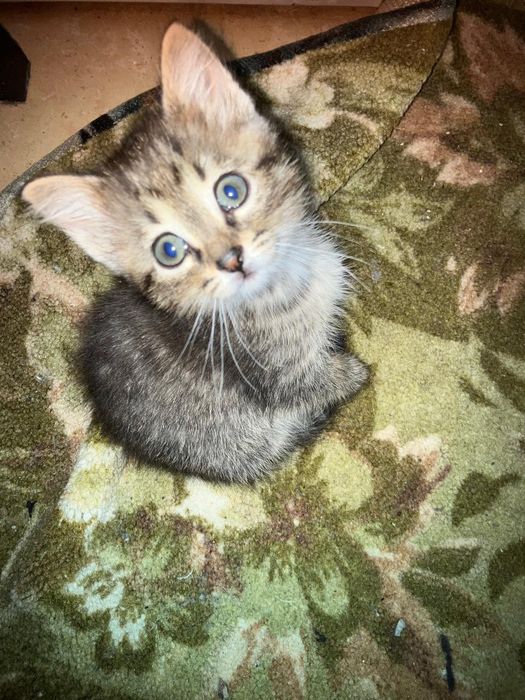 Отдам в хорошие руки