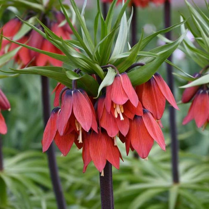 Fritillaria - floarea Pastelui diferite soiuri