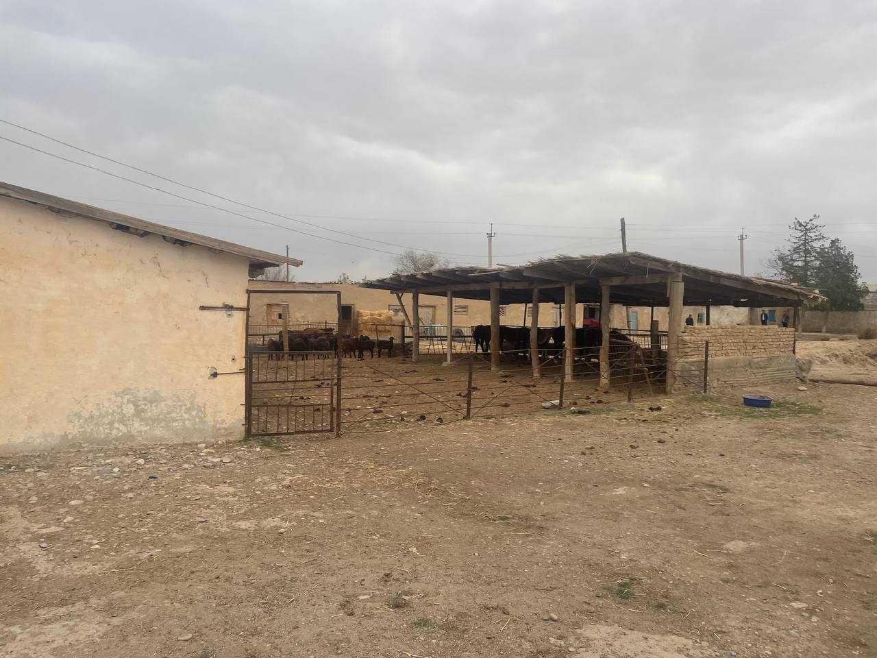 G`uzor tumanida Chorvachilik binosi bolib tolash sharti bilan sotiladi