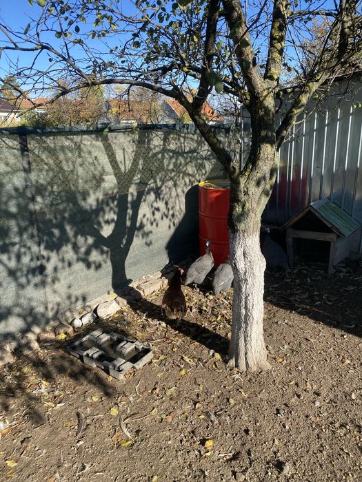 Bibilici,pirchite de carne