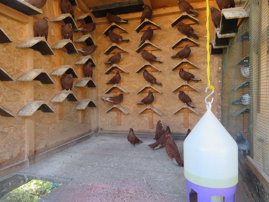 Porumbei  Zburători Roșii de Târgoviște