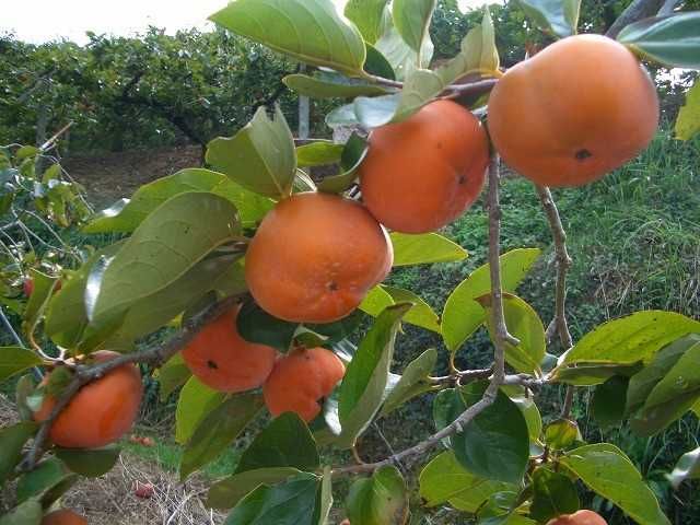 Райска ябълка Налични 4 сорта