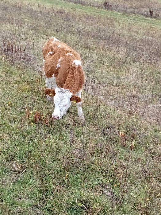 Vând vaca și două juninci