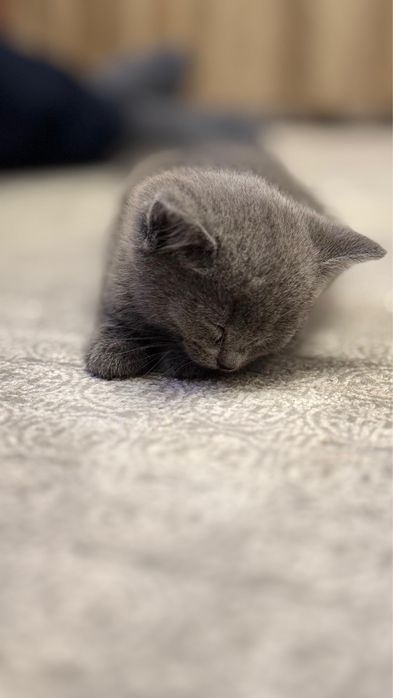 Британский котенок