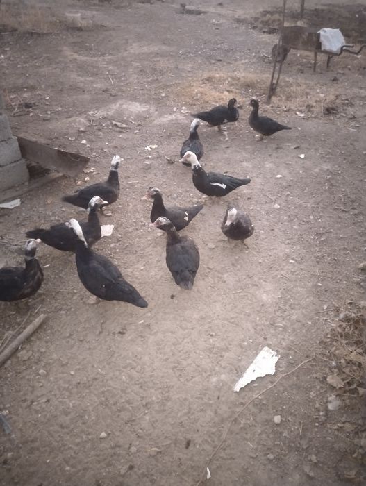 индаутка 10штук бары мекен