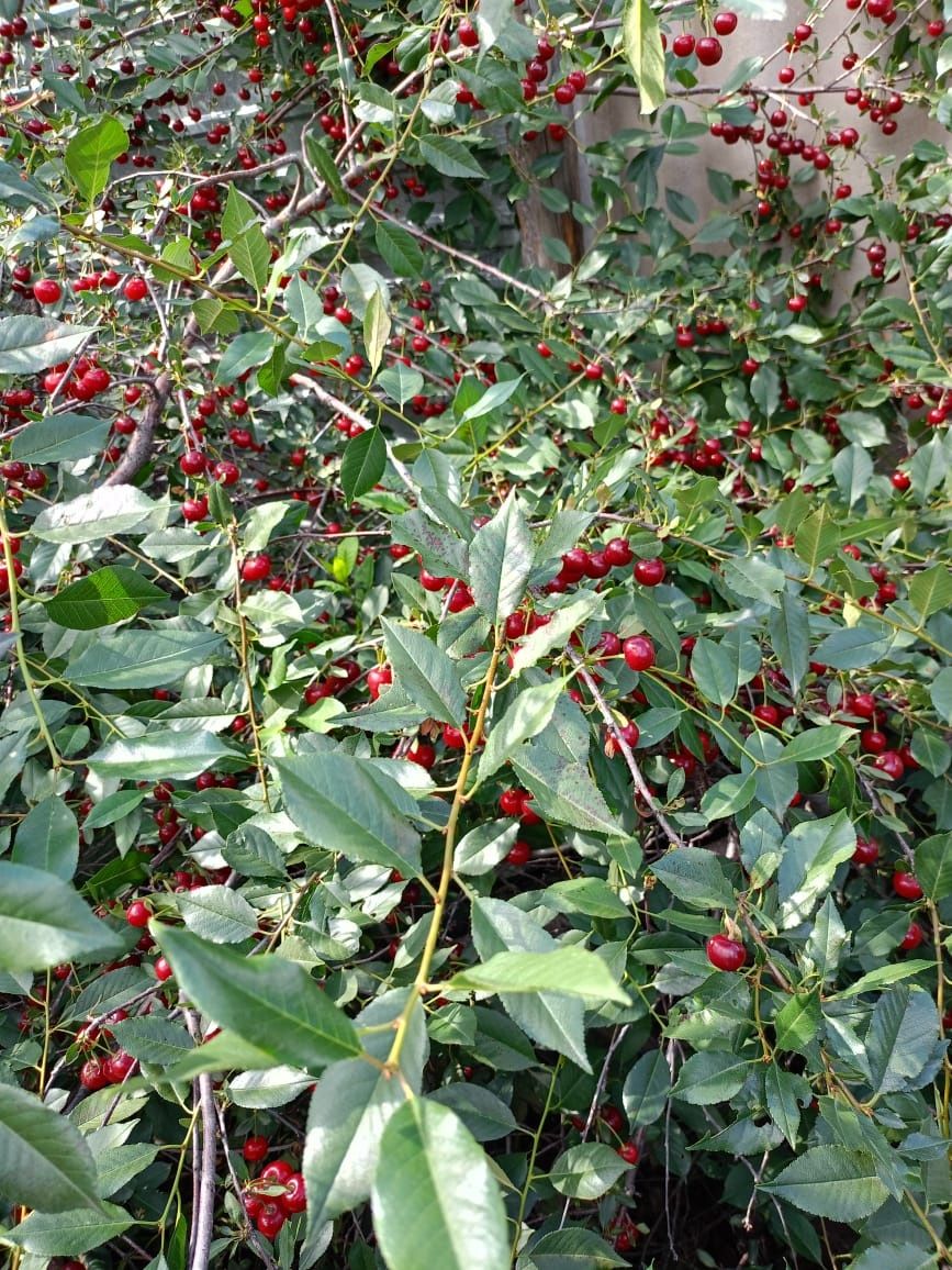 Продам вишню(с дерева)