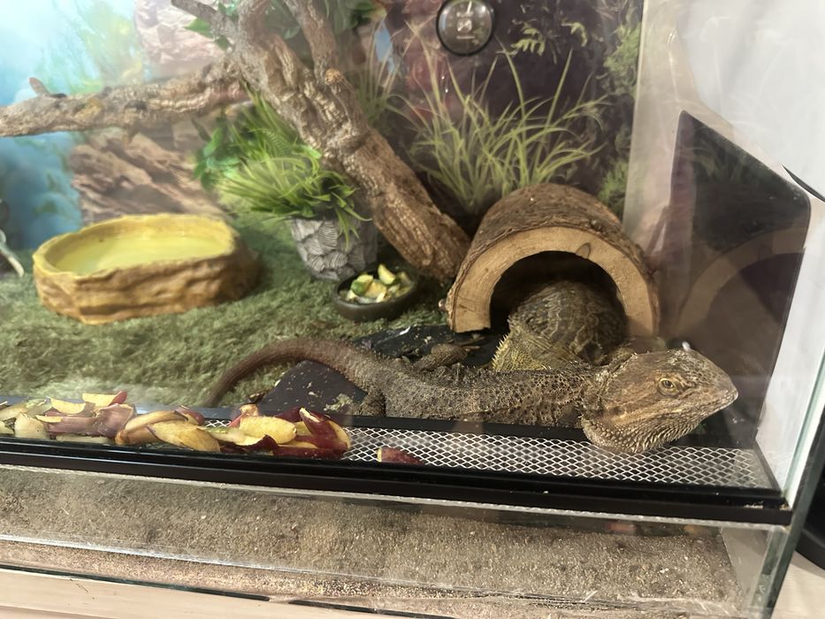 Vand pereche agame cu barba - terariu complet echipat inclus