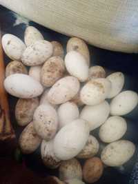 Oua de gâște tuluz pentru incubator