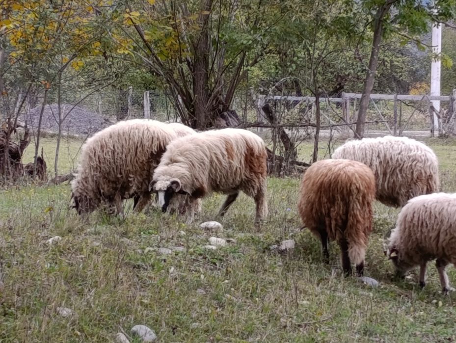 Oi tinere (noatin) din această primăvară