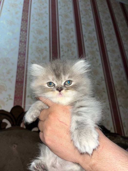 Продаются котята манчикины 1,5 месяца