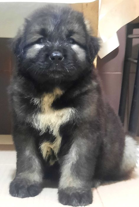 Ciobănesc Caucazian talie mare gigant. Rasă pură