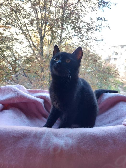 Подарявам малко черно женско коте с ваксини и осигурена кастрация