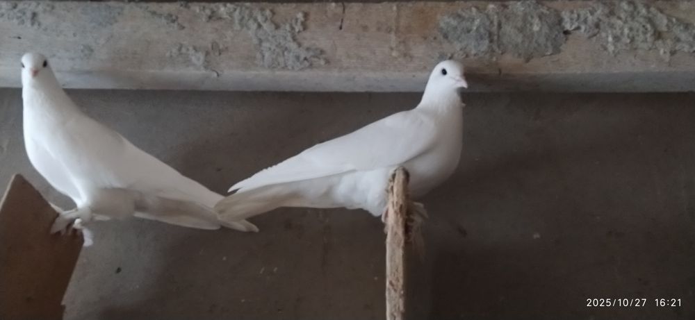 Продам Пара Белая Такла