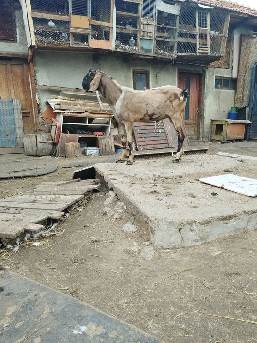 Ied anglo nubian parinti cu acte