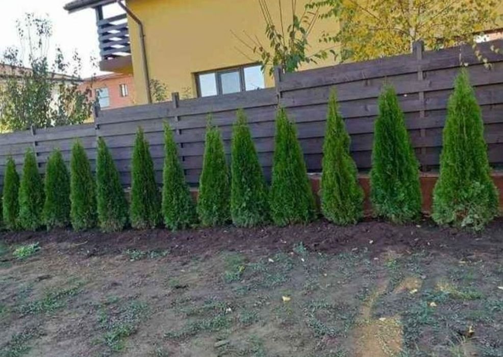 Tuia/mesteacan/tei argintiu/leylandii