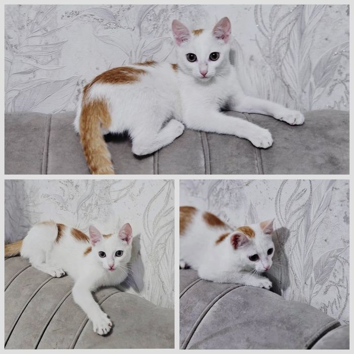 Отдам  котенка 2.5 месяца  месяцев