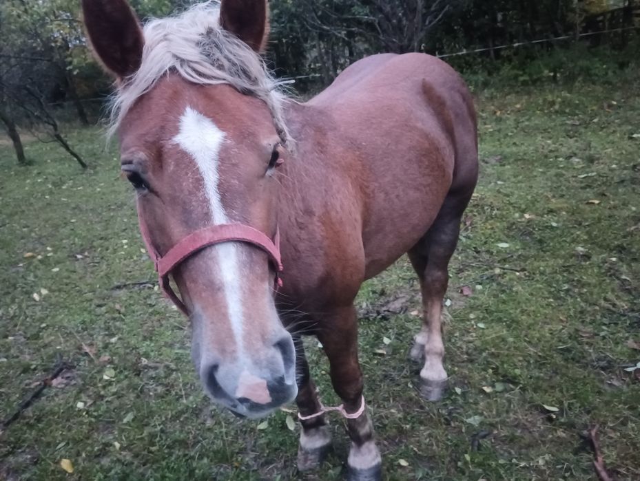 Iapă  în vârstă de 3 ani
