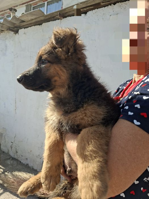 шенок овчарка пушистый