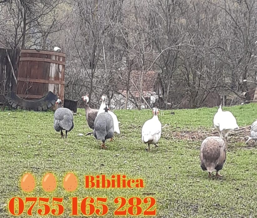 Bibilici colorate
