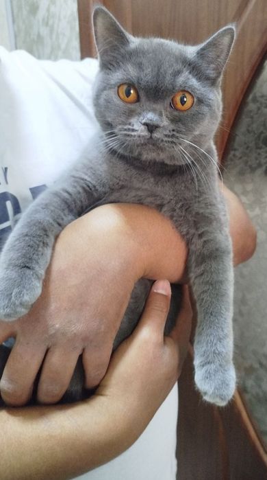 Скоттиш страйт лиловий