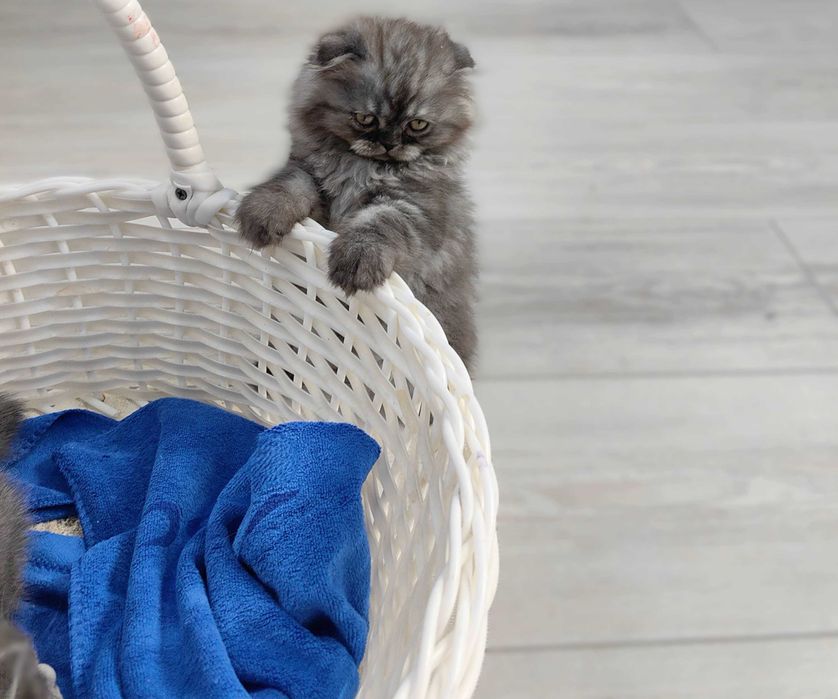 Элитные котята скотиш фолд, страйк и черепаховая шиншила