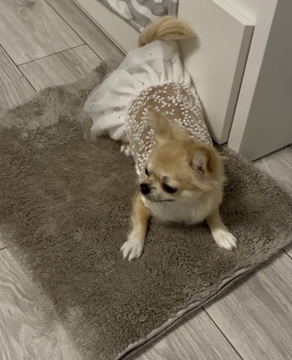 Рокля за куче, сватбена, празнична рокля, дреха за куче, дребна порода