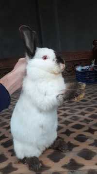 Калифорнийские чистокровные кролики продаются по доступным ценам.