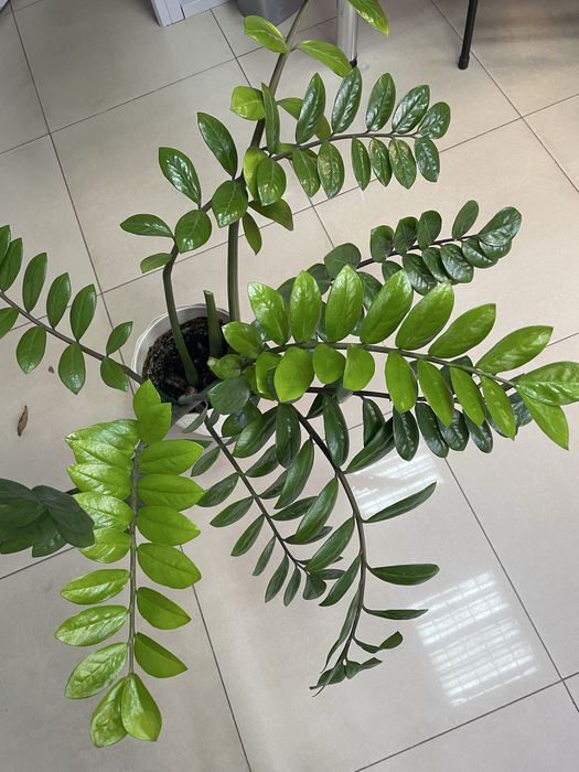 Продам комнатные растения