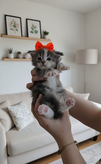 Maine Coon gigang felisa pedigree