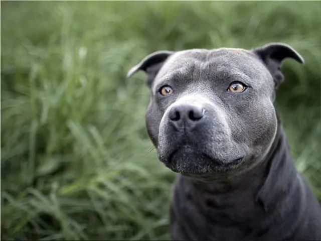 Питбуль терьер. .