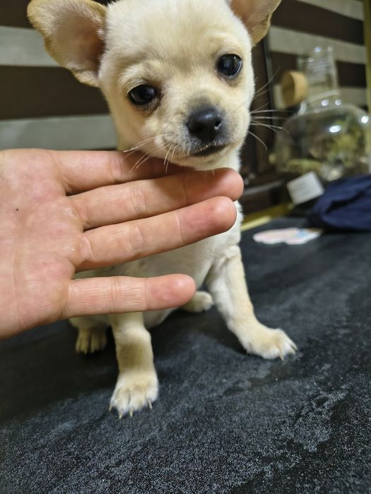 Мини чихуахуа продавам