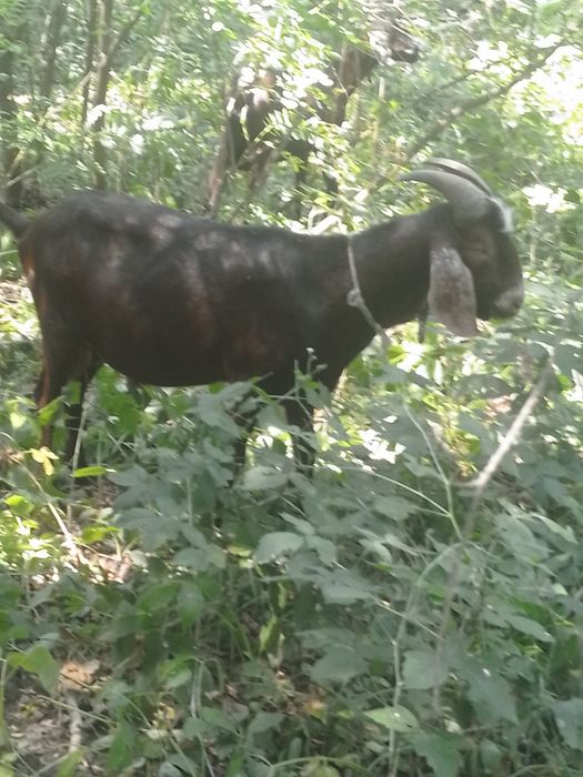 Vând țap anglonubian