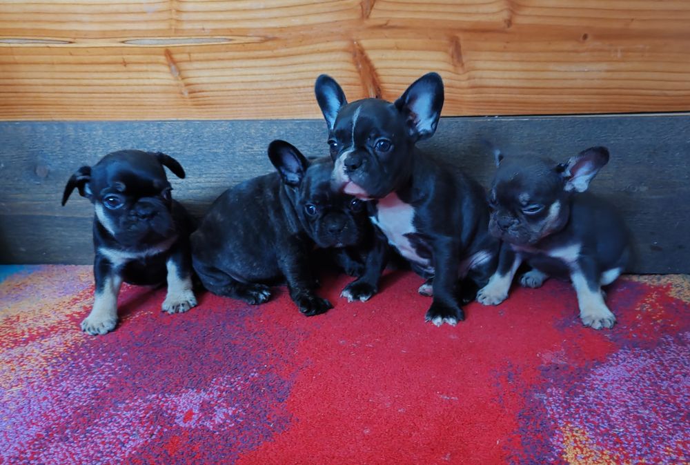 Френски   булдог