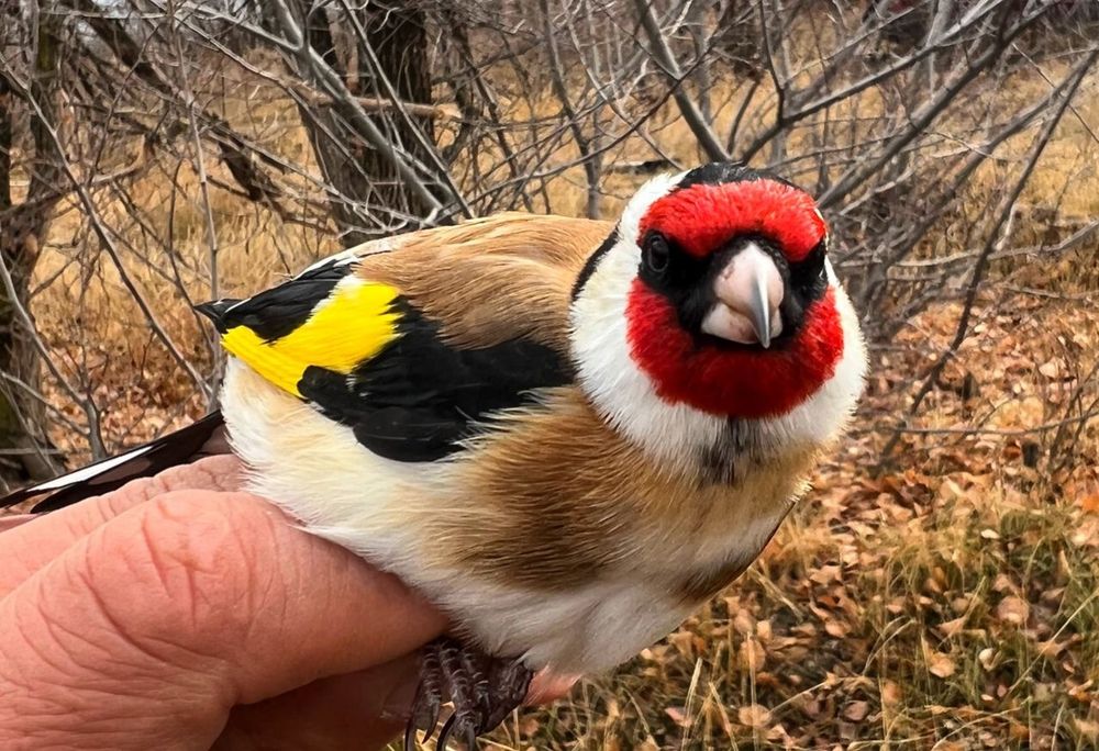 Щеглы продаюца чёрноголовые