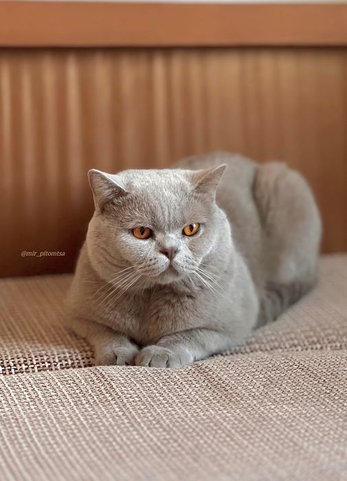 Вязка! Британский кот