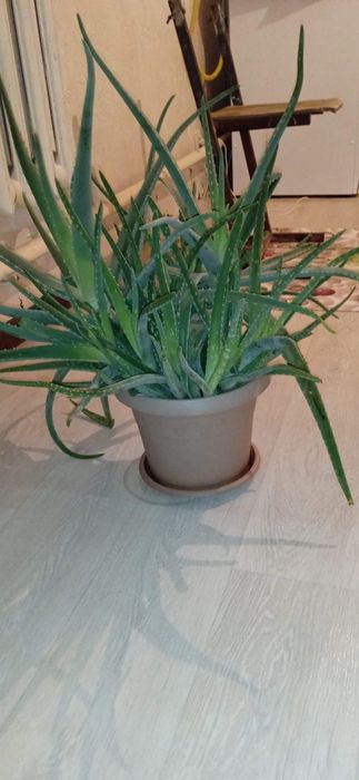 Продам алое в хорошем состоянии за 25 тысяч обращайтесь по номеру