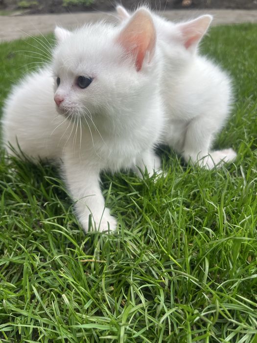 Pui Pisica Angora Turceasca