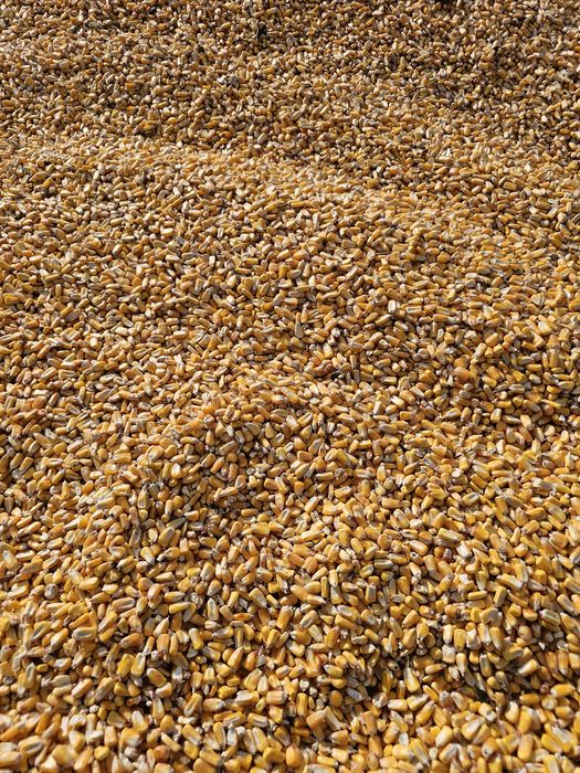 Porumb irigat de vânzare