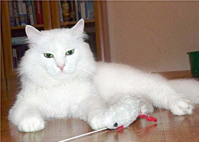 Кроха Барни - кошки от Фонда ЗЖ ( Кокшетау )