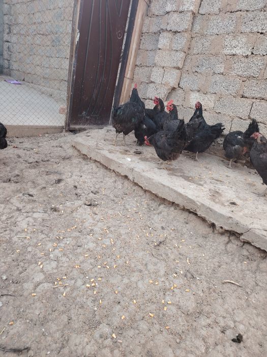 Uyda boqilgan tovuqlar sotiladi 13+2 Ta xoroz
