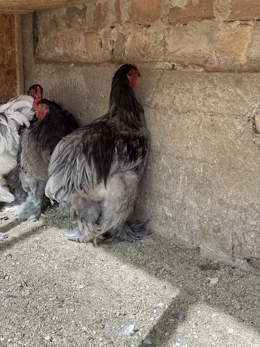 Vand gaini si cocosi brahma albastru,negru,splash