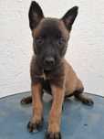 Pui ciobănesc belgian Malinois