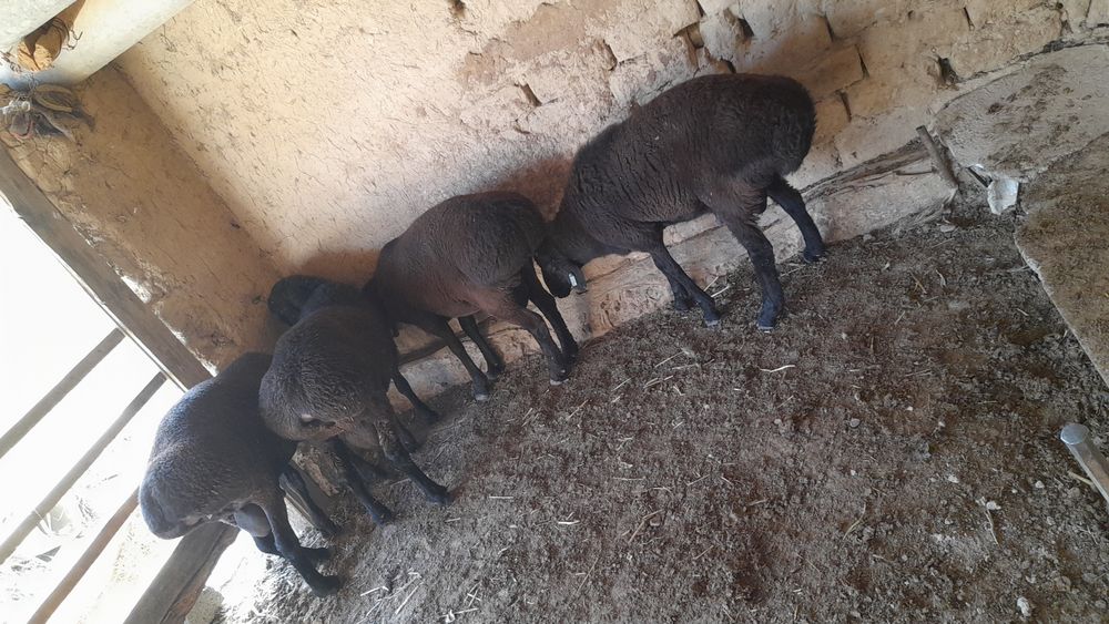 Кучкорлар сотилади соглом