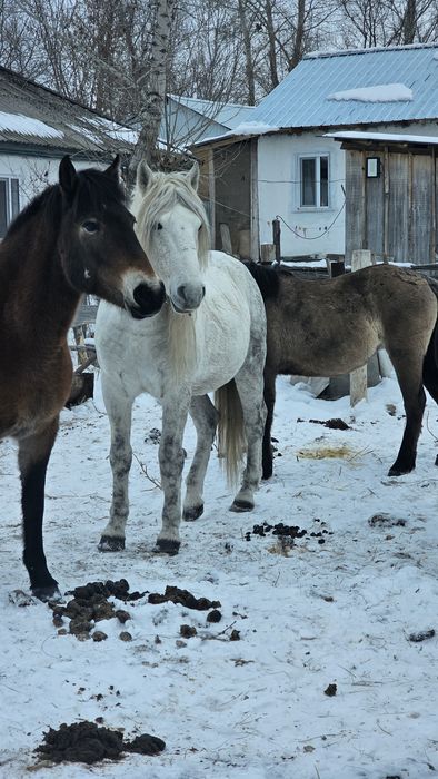Продам лошадей оптом