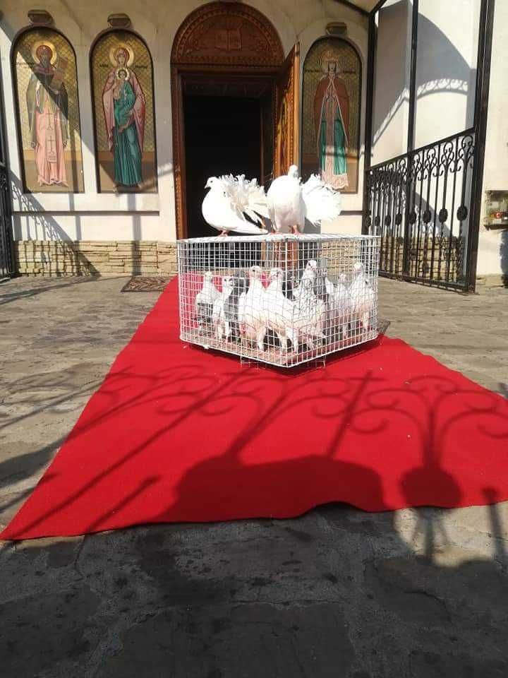Porumbei albi 350 lei Iași