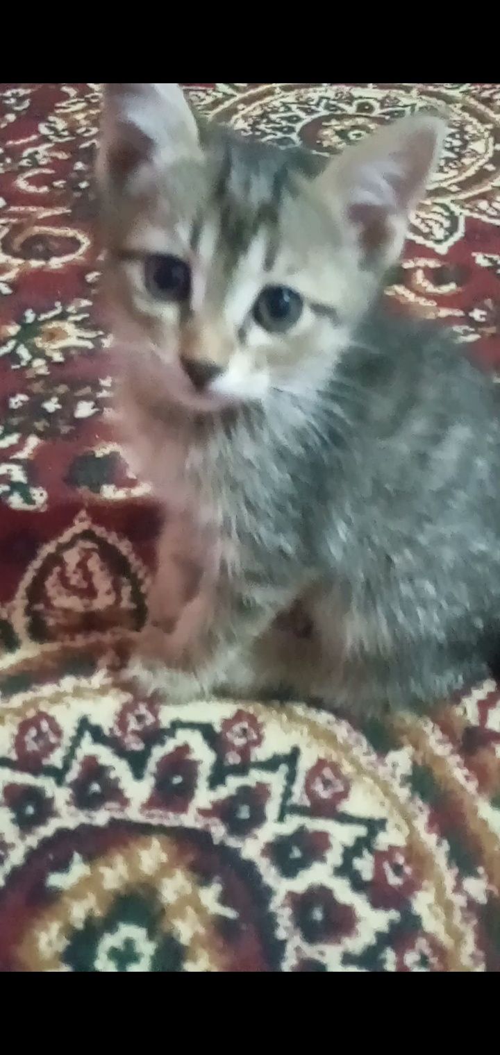 Hadiyaga mushuklar