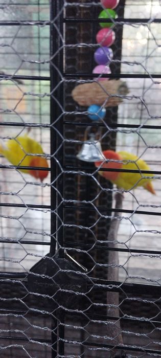 vand papagali amorezi 4 bucati