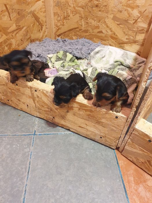 Adoptie Yorkshire terrier minitoy