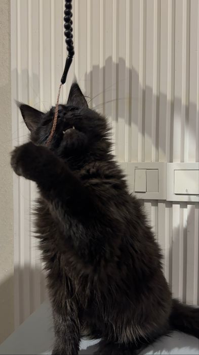 Продаются котята мейнкун