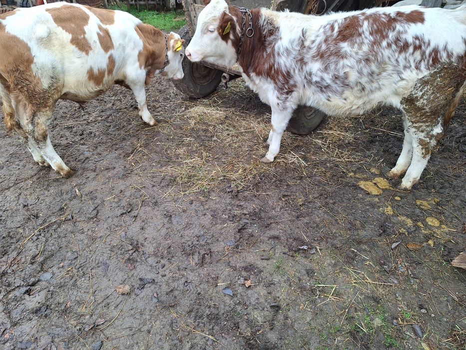 Vînd viței înțărcați